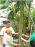ចេកមួយដើមមានផ្លែជាង ពីររយស្និត និងប្រវែងជាងពីរម៉ែត្រ