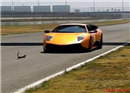 កំប្រុកប្រលែងលេងជាមួយ Lamborghini