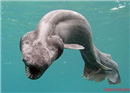 សត្វចម្លែក Frilled Shark