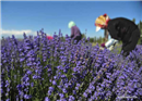 សួនផ្កា​​ Lavender ប្រទេសចិន
