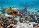 តំបន់ទេសចរណ៍បាតសមុទ្រ The Great Barrier Reef  ប្រទេសអូស្រ្តាលី