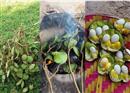 កកោះ មិនសូវមានគេស្គាល់តែវាជាថ្នាំយ៉ាងពិសេស
