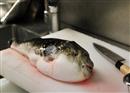 អ្នកចូលចិត្ដញ៉ាំត្រីកំពត Fugu ត្រូវប្រុងប្រយ័ត្ន ព្រោះទីក្រុងមួយនៅជប៉ុនកំពុងប្រកាសអាសន្ន!