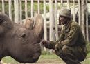 Sudan សត្វ​រមាស​ឈ្មោល​ភាគ​ខាង​ជើង​ពណ៌ស​មួយ​ចុង​ក្រោយ ត្រូវ​បាន​ផុត​ពូជ